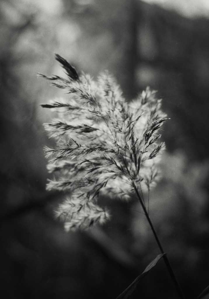 12186551_10153118349291987_4933346836675007965_o