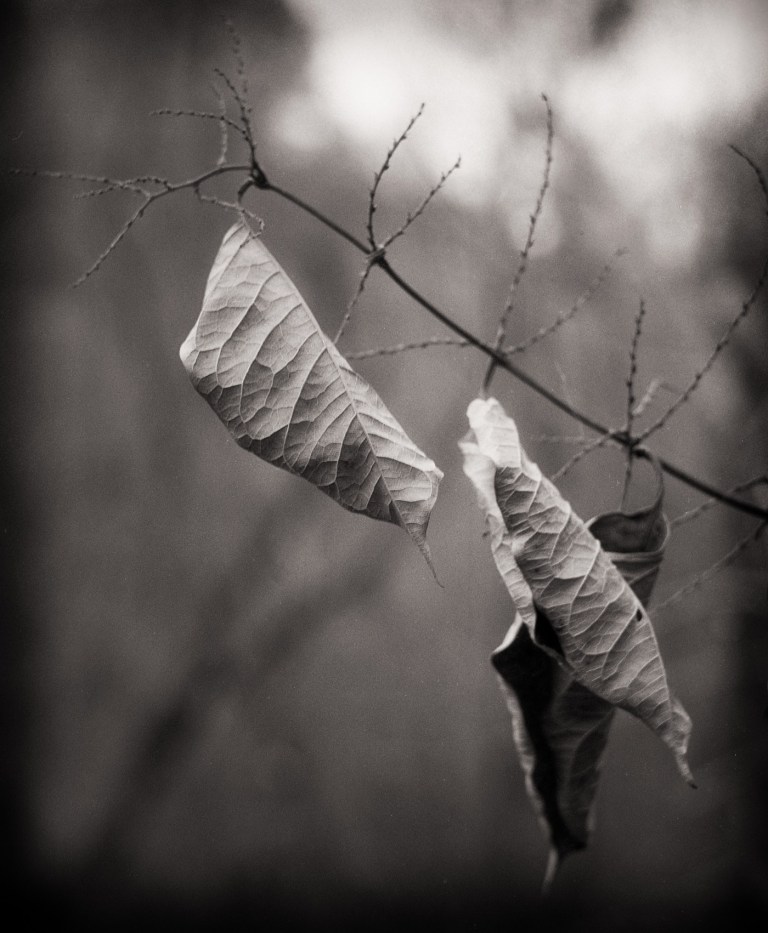 12186593_10153117790766987_9094744436267287129_o