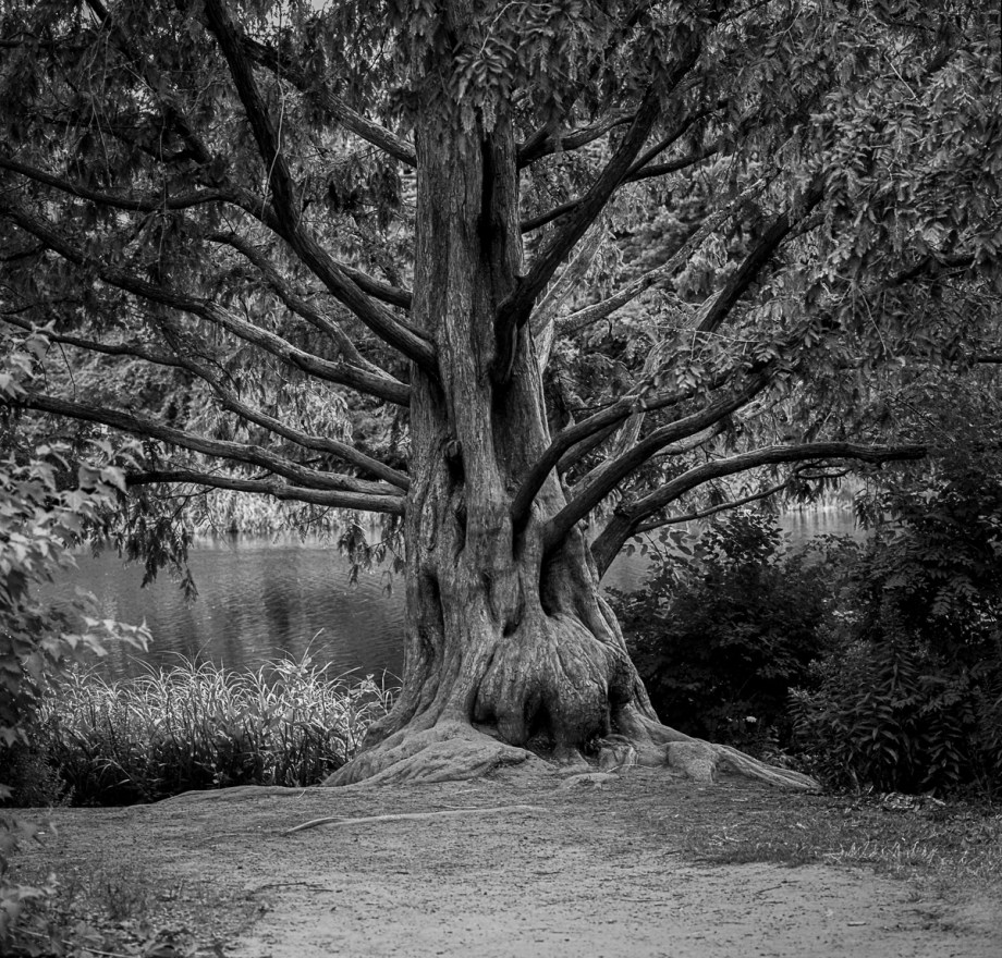 High Park Hasselblad 80S004-3