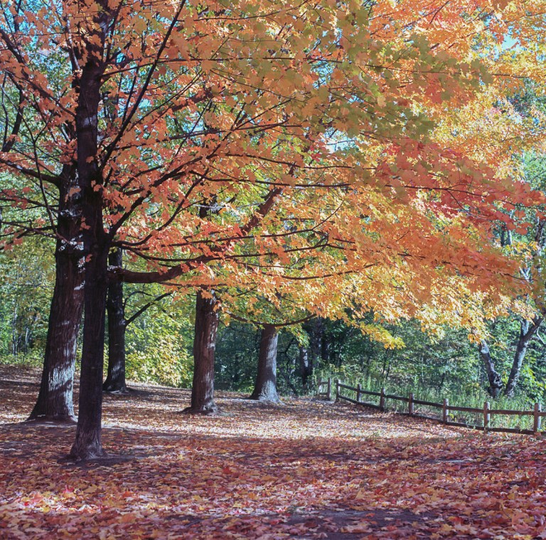 fall-hb-ektar-10-16001