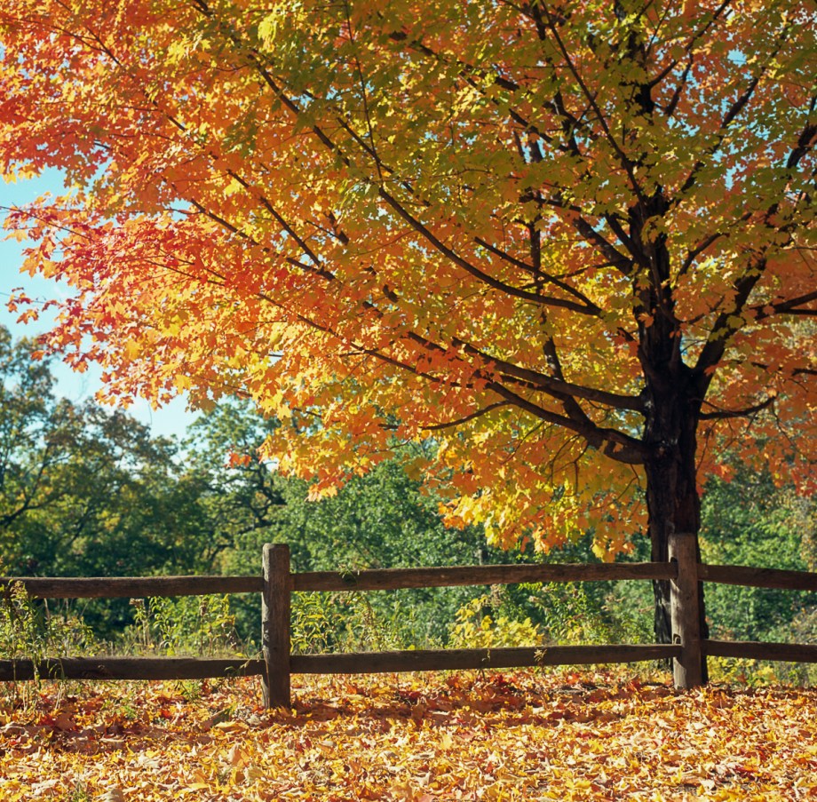 fall-hb-ektar-10-16003