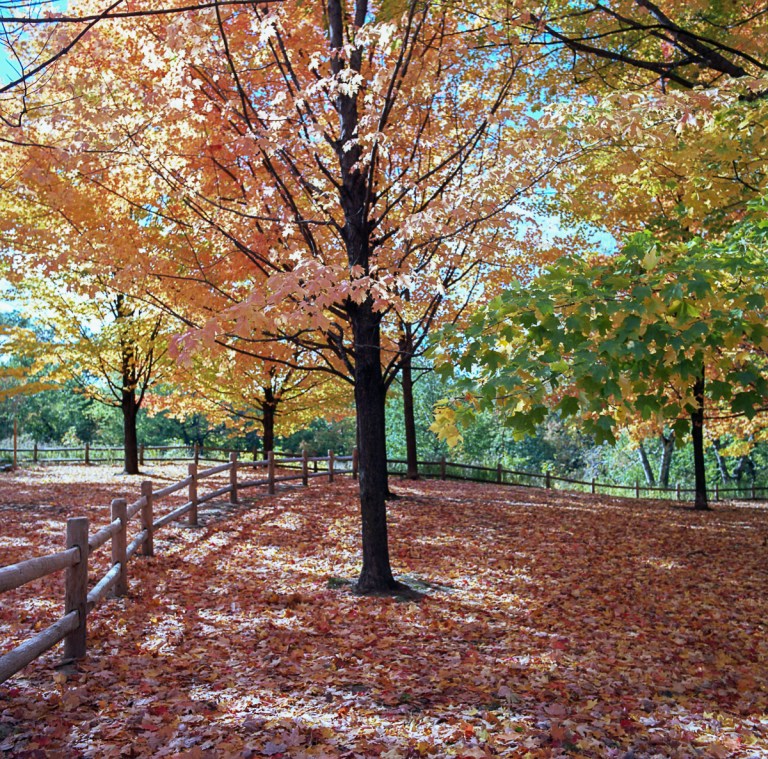 fall-hb-ektar-10-16004