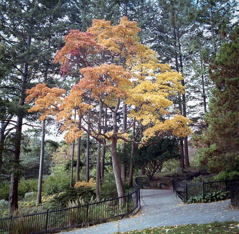 vancouver-portra-11-16017