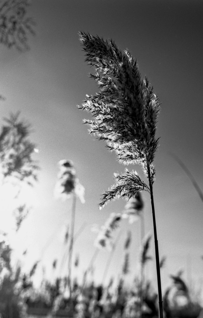 nikon-f4-rxp25-2-17002