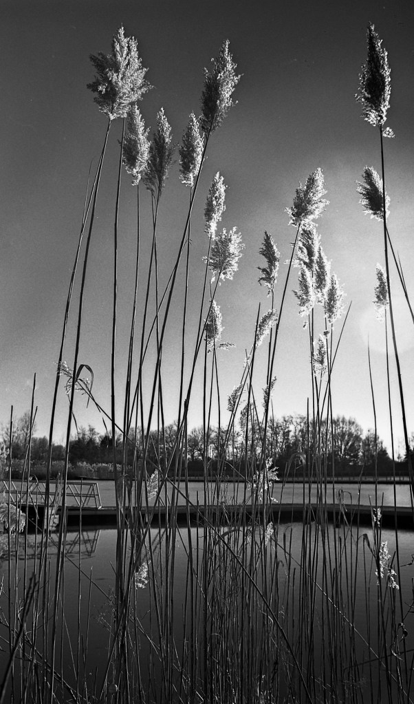 nikon-f4-rxp25-2-17024